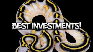 Top 8 Ball Python Morphs that Hold Their Value!