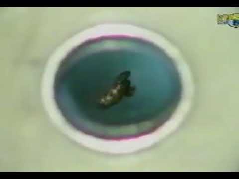Amazing flying frog