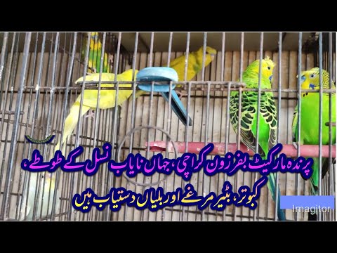 Bird's market buffer zone Karachi