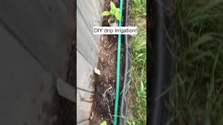 Simple DIY Drip Irrigation for the Garden