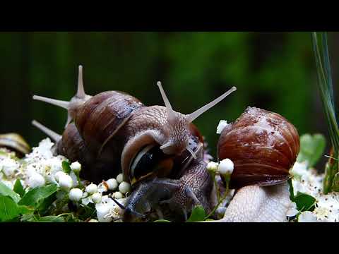 Relaxing music with Nature Sounds of Forest | Power of Animals Relaxing Music for Nature Sounds