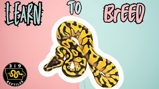 How to Breed Ball Pythons