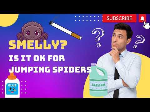 Jumping Spiders + Smells. Is It OK? [Marijuana, Cleaners, Essential Oils, Glue, Mod Podge, Silicone]