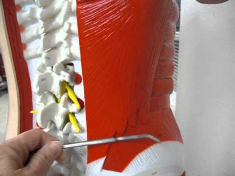 BIOL2404 Muscles of the Posterior Upper Torso