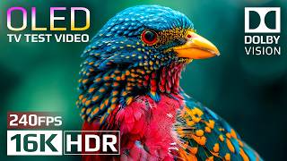 OLED Test Video | Dolby Vision HDR 16K 240fps - Realistic TV Demo for OLED and QLED