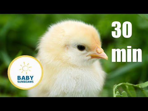 Let's Go to the Farm, Zoo, & MORE | Baby Talk 30+ Minutes of Learning!