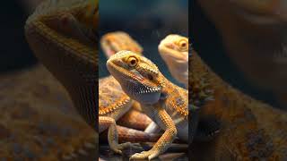 Bundle of Bearded Dragons – Nature’s Tiny Warriors in 4K! #BeardedDragon #ReptileLovers #lizard