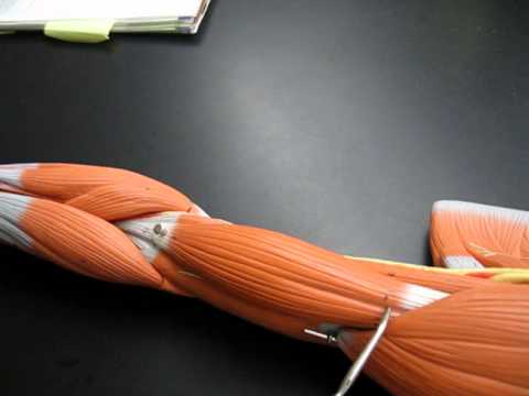 BIOL2404 Three Arm Muscles