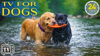 24/7 Dog TV: Best Fun & Calming Music for Dogs to Prevent Boredom & Anxiety with Videos for Dogs