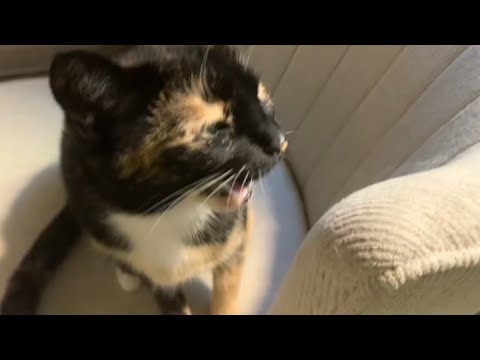 the cat that raps