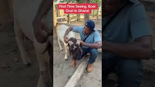 First Time Seeing A Boer Goat In Ghana #farminginafrica #semanhyiafarms #goatfarm