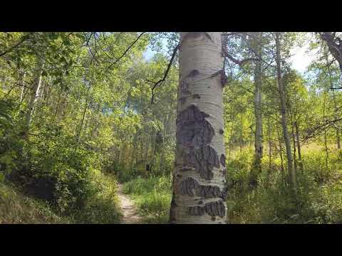 Breckenridge, CO...Aspen trees.