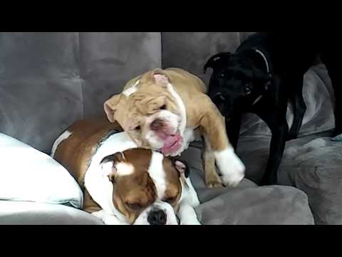Mia, Sasha and Luna