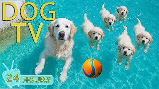 DOG TV: Best Video Entertain for Dogs to Watch When Home Alone - Collection Relaxing Music for Dogs