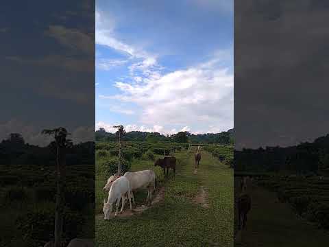 #Apne palkon mein mujko chopaiya hai # natural beauty 😍 #cow #animals