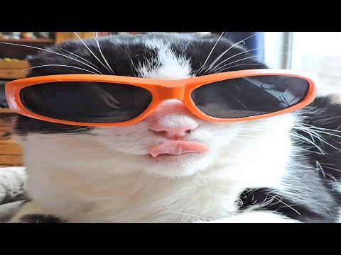 cats with 1 brain cell