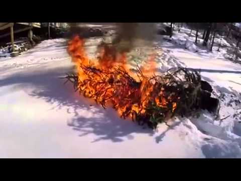 Burn the tree