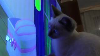 Cat Playing with a Digital Cursor on TV