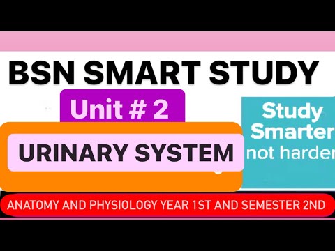Unit 2 Urinary System | Anatomy and physiology year 1st Semester 2nd