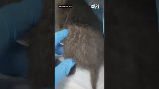 Virginia wildlife center rescues orphaned bobcat kitten found on side of road
