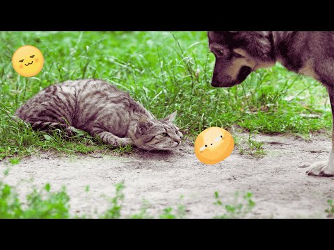 I dare you not to LAUGH at these FUNNY DOGS 😁🐶 - Best Funny Animals Videos 2024 part21