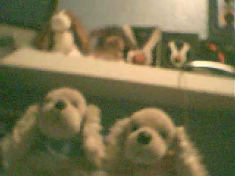 the american cockerspaniel show