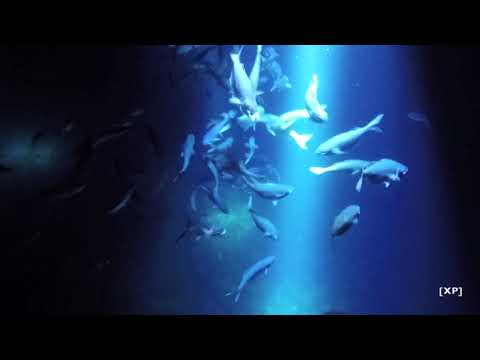 [XP] Manta Knights
