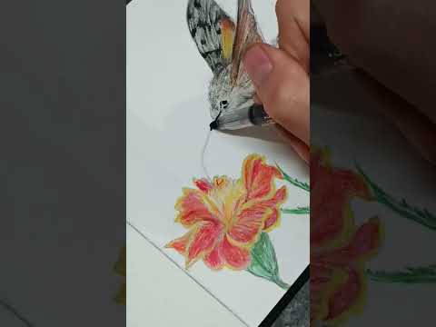 Is it a Bird? Is it a Bee? No, it's a Moth! | Drawing Macroglossum stellatarum