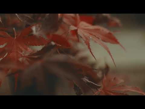 Relaxing nature video- water stream and bird sounds- relaxing background sounds.