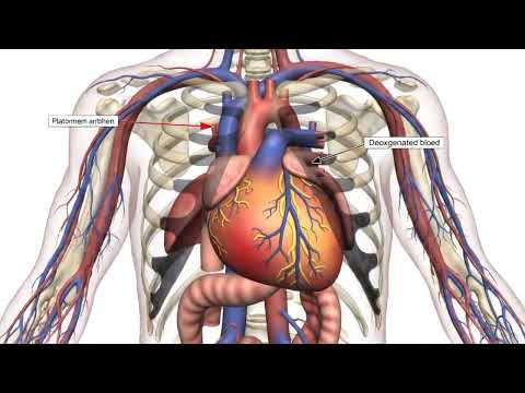 Human Heart needs care