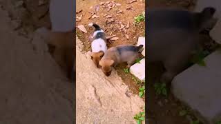 Dogs all so cute 🥰 #dog_features #puppylove🐶 #dogsdaily #doxielover #dog #cutedogs