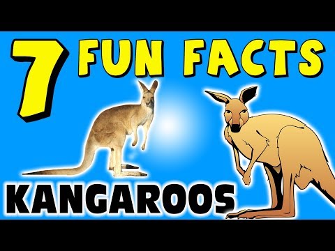 7 FUN FACTS ABOUT KANGAROOS! FACTS FOR KIDS! Australia! Animals! Learning Colors! Funny Sock Puppet!