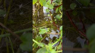 DIY Greenhouse Biofilter #shorts