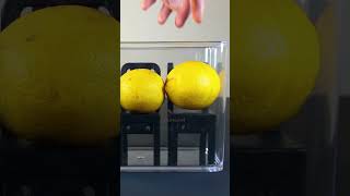 Letting my pet mold spread over to some lemons