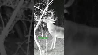 Bruiser at Mock Scrape!