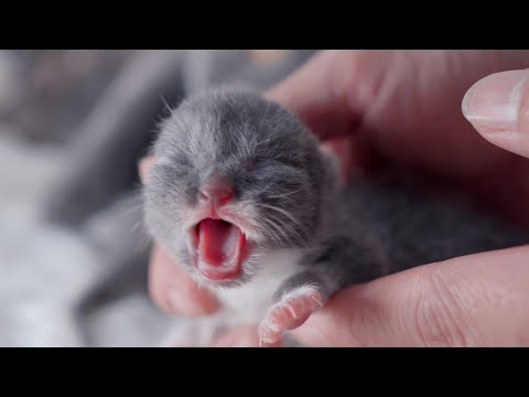 The third days after the birth of the newborn kittens. Mom cat is always there