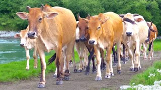 Menggembalakan Sapi Jinak Setiap Sore - Sapi Menari, Suara Sapi, Sapi, Sapi Lucu, Sapi Makan Rumput
