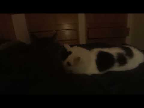cats necking