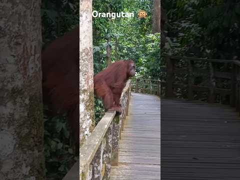 Orangutan! Sepilok conservation area Borneo Malaysia #malaysia #orangutan #wildlife