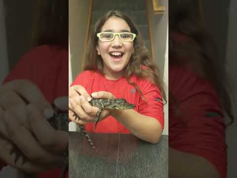 BABY ALLIGATOR 🐊🐊🐊!!!