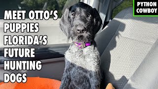The Next Generation Of Everglades Dogs