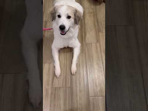 Just a Happy Dog #cute #happy #happydog #funny #greatpyrenees #fypシ