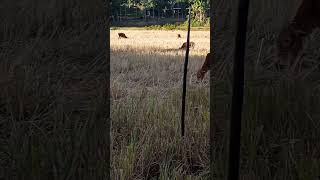 #cow#short#viral video#me#tech barmon #youtube ##subscribe