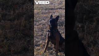 Mind-Blowing Tricks: What This German Shepherd Did Will Leave You Amazed!