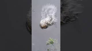 Bowfin/Mud fish 😬🎣#fishingfun #bankfishing #fyp #viralshorts #fishinglife #outdoors #