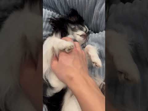 #イッヌ お眠です
