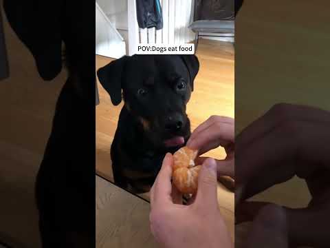 Dogs eat food#funnydogs #funnypets #funnyanimals#dog