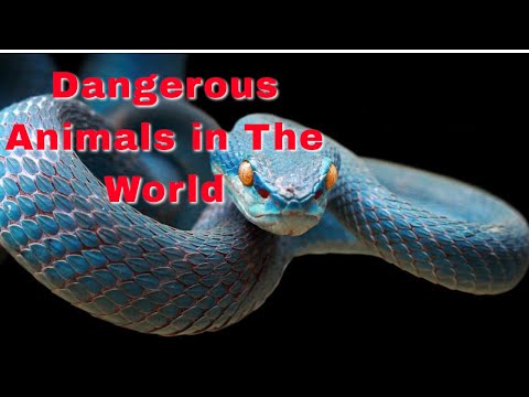 Unveiling Nature's Danger: Top 5 Deadly Animals