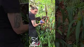 Carpet python and her family from mundoolan 