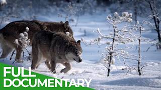 Nature's Deadliest Teams | Free Documentary Nature